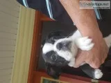 10 week old Boston Terrier male