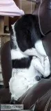 Border Collie For Adoption