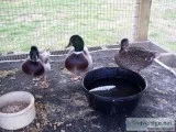 3 CALL DUCKS (1 HEN and 2 DRAKES)