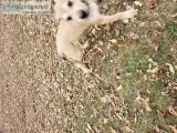 Daniff puppies for sale