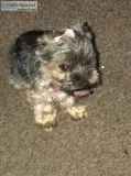 Mini Yorkie