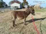 MINIATURE BABY DONKEY REGISTERED500