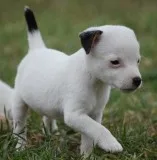 Jack Russell Puppies 4697164916