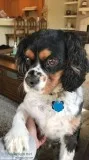 Cavalier King Charles Spaniel (male)