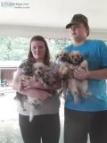 Yorkie-poos