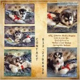 Adorable Siberian Husky Puppies