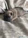 Male french bulldog bluelilac