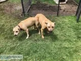 Barracuda pitbull puppies abda