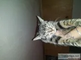 Inside or outside cats