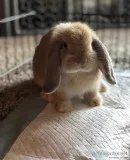 Female Holland Lop rehome