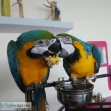 Bonded macaw babies ready to go