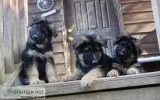 German Shepherd Puppies