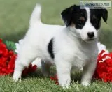 Jack Russell Puppies 4697164916