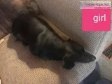 Standard dachshunds