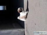 Adorable 3 month teacup designer dog