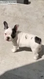 French bulldogs