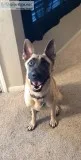 German ShepardBelgian Malinois mix AdoptionRehoming