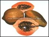 Red Lady Papaya Seeds Wholesale Supplier