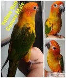 Sun Conure babies