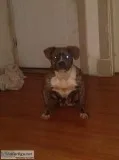 Female bully needs a forever home