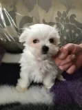 Male and female maltese puppies 