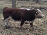Polled Hereford Bull for sale