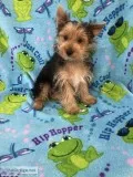 Male Yorkie Puppy