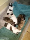 Shihpoo puppies shihtzupoodle mix