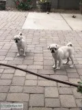 Akc white and chinchilla colored pugs