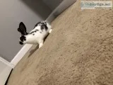 4 month old rabbit