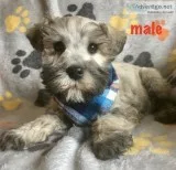 miniature schnauzers