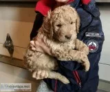 Goldendoodle Puppies for Sale