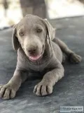 Silver Labradors AKC