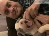 BOSTON BULLDOG