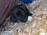 Lab puppies