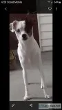 10 month old Chihuahua Mix