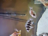 20 African cichlids pictus catfish and pleco