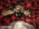 Pugs