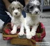 Standard Merle and parti poodles