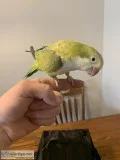 Two Quaker Parrots and Large Cage