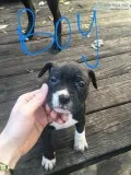 Pit and Lab Puppy