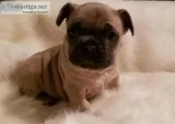 French bulldog puppies