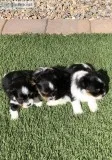 Biewer Yorkshire terrier pups
