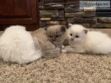 Cute fluffy purebred Ragdoll kittens TICA