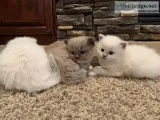 Cute fluffy purebred Ragdoll kittens TICA