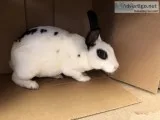 Male Rabbit