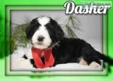 Dasher Male Bernedoodle