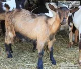 Mini Goat Sale