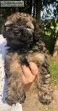 8 Week old male poodle