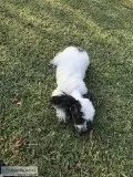 Male Toy Poodle Puppy